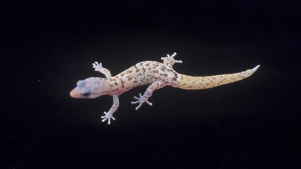  El geco sale de la lista de animales en peligro de extinci&oacute;n en Puerto Rico 