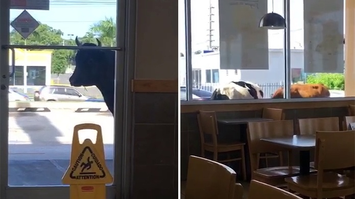 Video: Vacas interrumpen el trÃ¡nsito y "el desayuno" de ciudadanos en MayagÃ¼ez