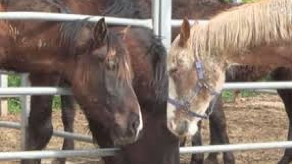  Vea video: PETA denuncia maltrato de purasangres usados para carne en Corea del Sur 