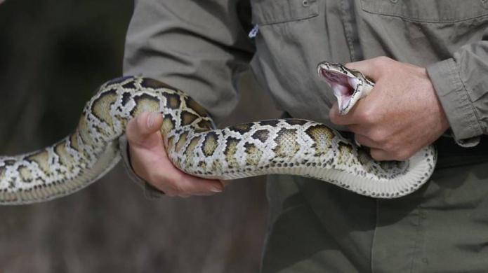 Con las altas temperaturas las pitones birmanas acechan el Sur de la Florida