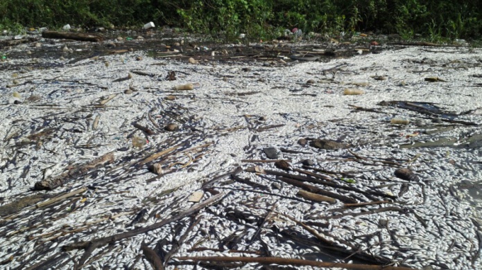 DRNA reporta segunda mortandad de peces en Embalse La Plata