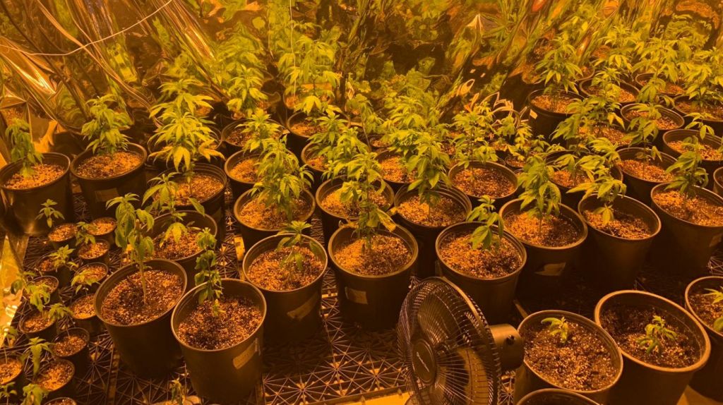  Ocupan 150 matas de marihuana en Morovis 