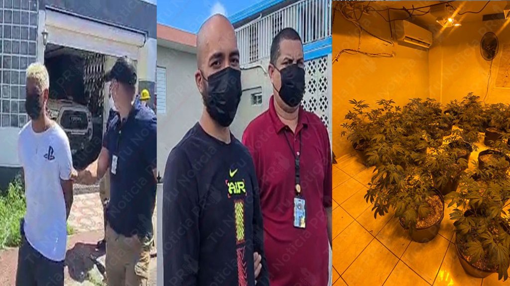  Video: Arrestan a dos hombres con 80 plantas de marihuana en Bayam&oacute;n 