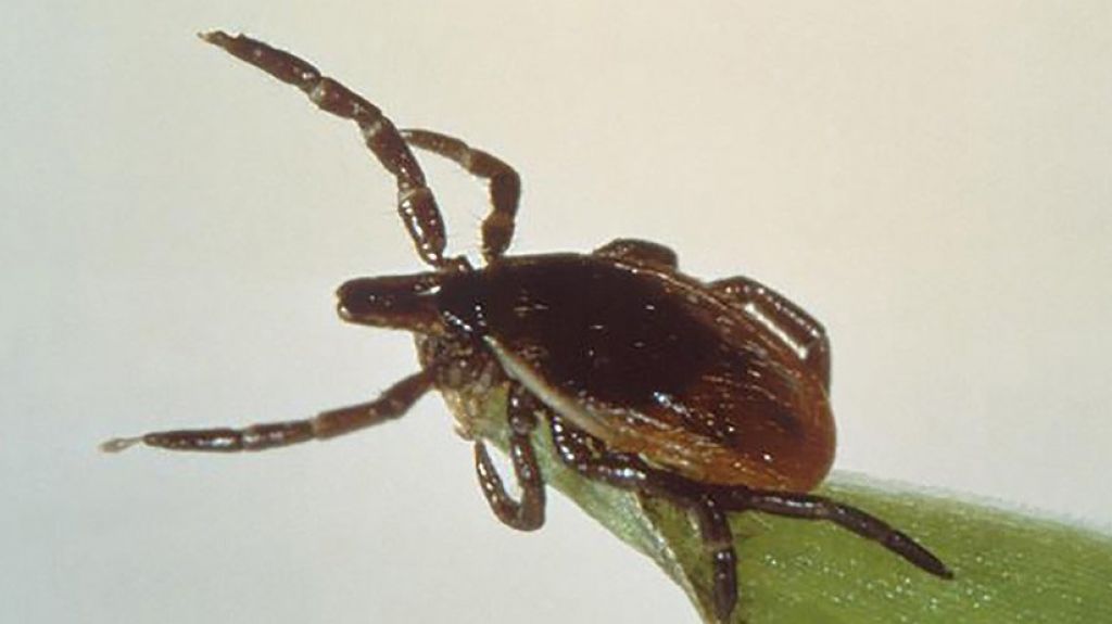  Una peligrosa garrapata capaz de autoclonarse y reproducirse a gran velocidad amenaza a Nueva York 