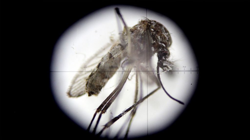  Inician un ensayo cl&iacute;nico con humanos para vacuna contra el zika 