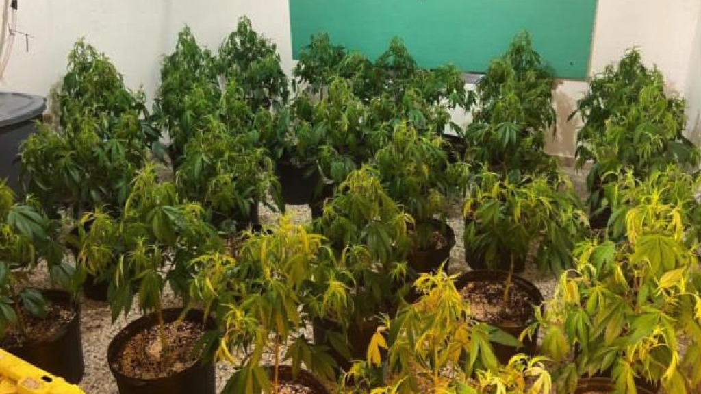  Autoridades ocupan invernadero y libras de marihuana a empleado de FEMA en Guaynabo 
