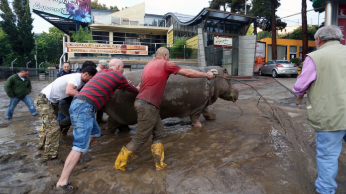 Inundaciones destruyen el zoolÃ³gico de Tiflis y se fugan cientos de animales salvajes