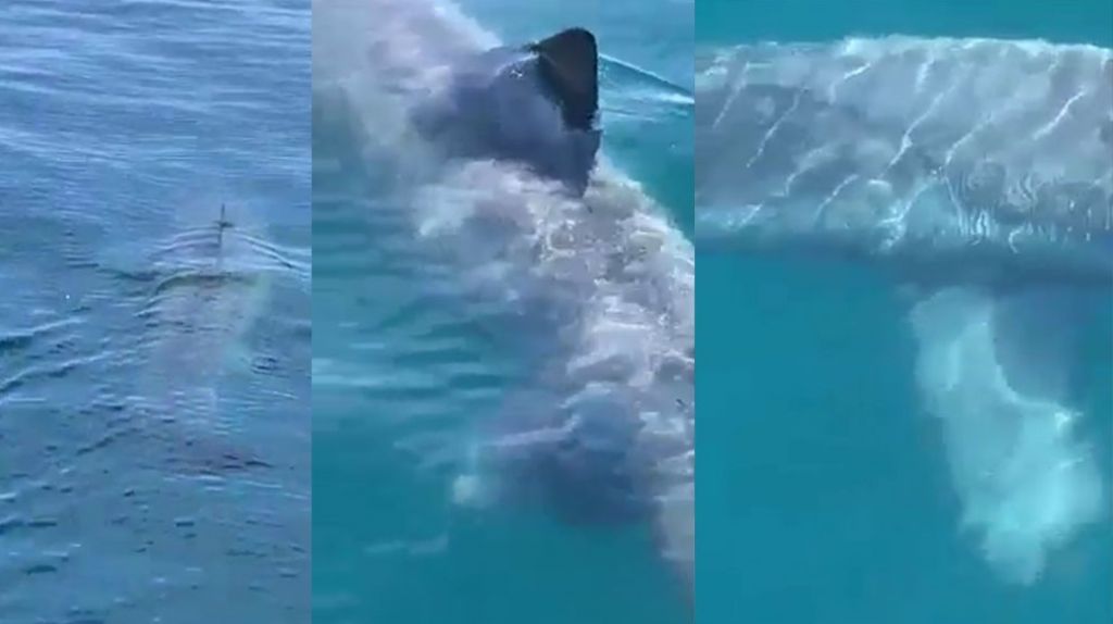  Video: captan en video gigantesco tibur&oacute;n en las costas de Florida 
