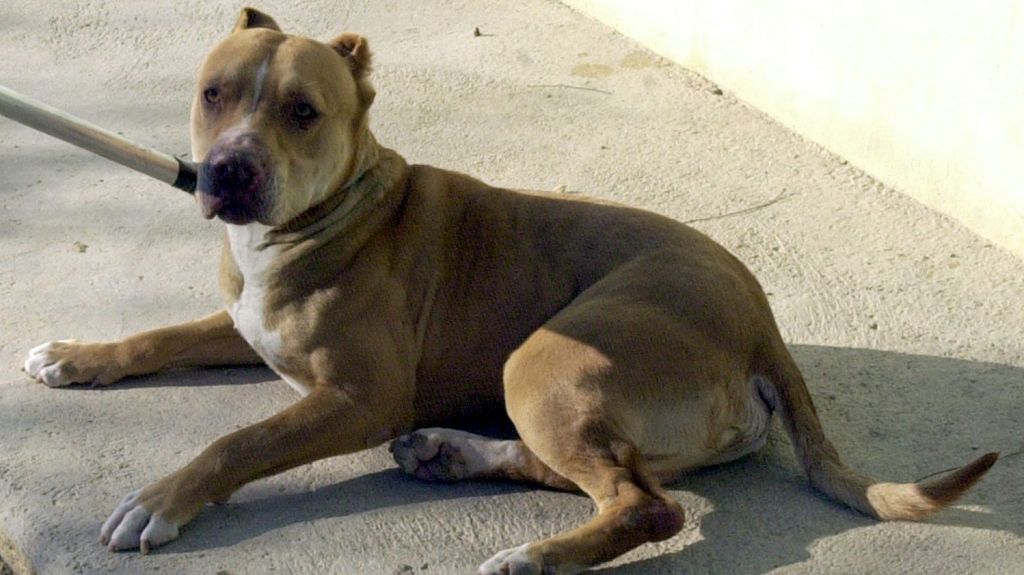  En estado grave un ni&ntilde;a de 6 a&ntilde;os mordida por un pitbull en Florida 