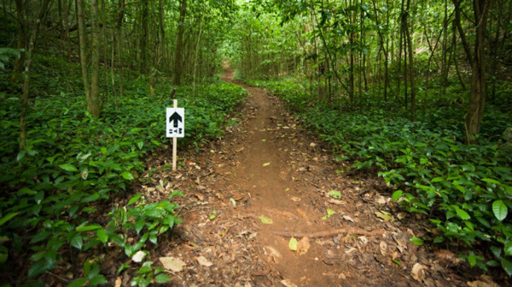  Encuentran sanas y salvas a dos personas desaparecidas en bosque de Arecibo 
