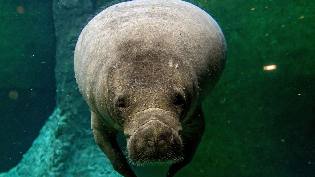  Accidentes con barcos son la causa n&uacute;mero 1 de muerte de manat&iacute;es en Florida 