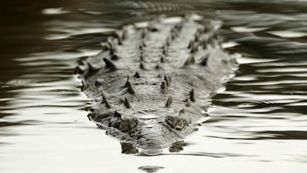  Descubren que una especie de cocodrilo africano en realidad son dos 