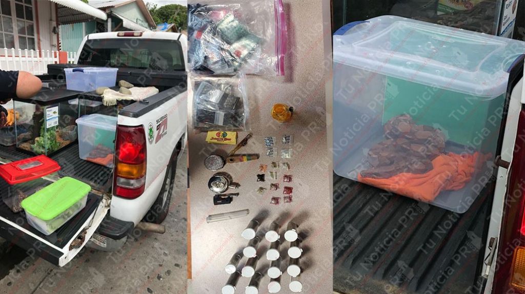  Arrestan a un hombre durante allanamiento en Ponce con drogas y 17 culebras 