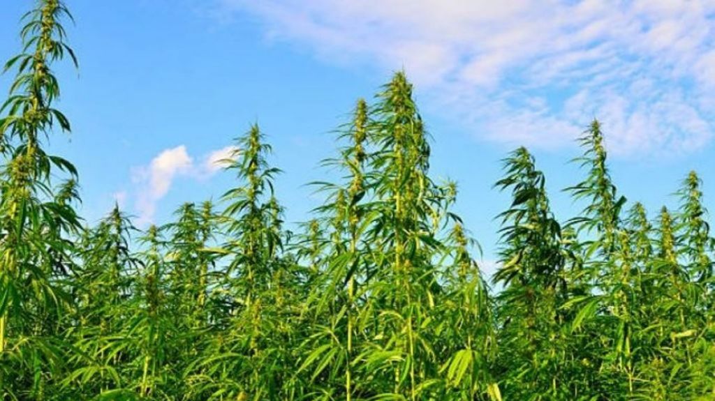  La isla busca convertirse en la capital de c&aacute;&ntilde;amo de las Am&eacute;ricas 