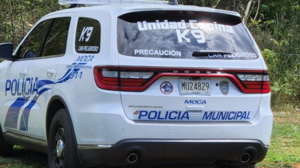  Ataque a animales en fincas de Moca y Rinc&oacute;n deja 16 ovejas y cabritos muertos 