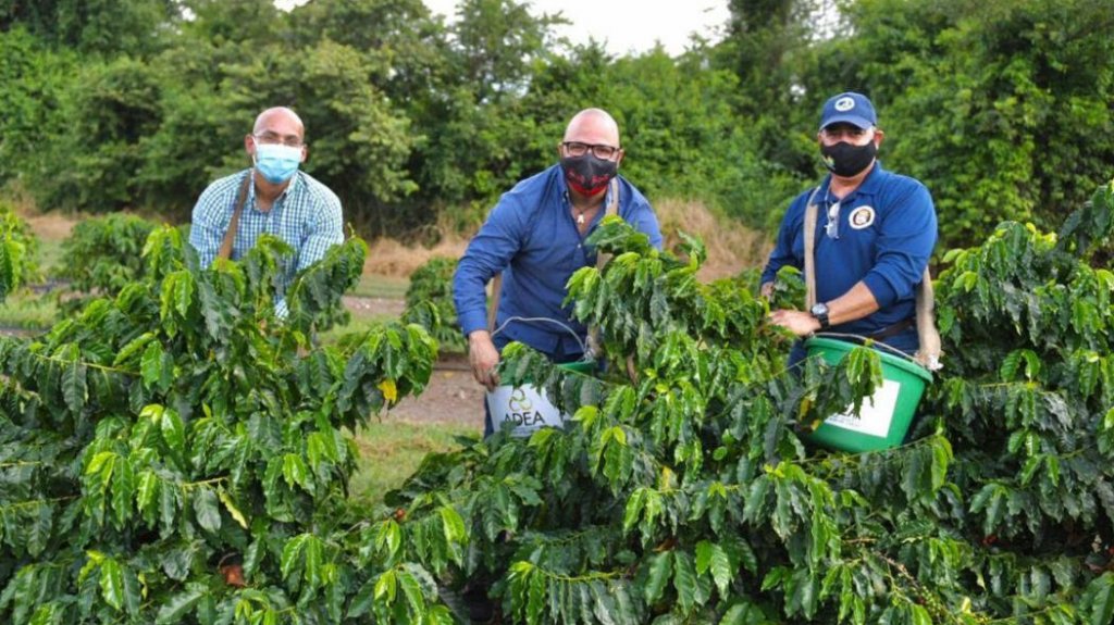  Se unen agencias al Departamento de Agricultura para fomentar el empleo agr&iacute;cola para la cosecha de caf&eacute; 