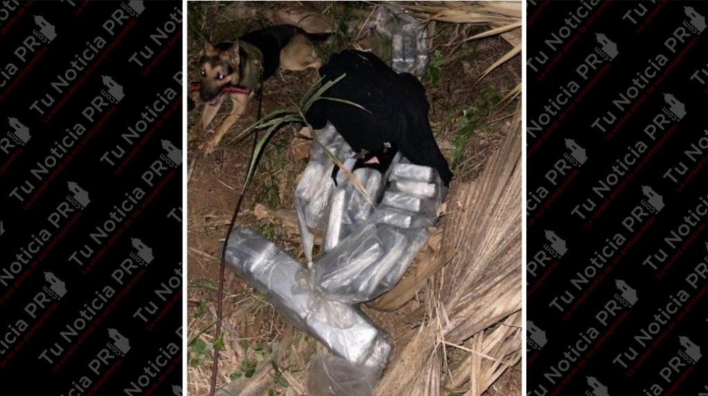  Patrulla Fronteriza incauta coca&iacute;na valorada en $1.9 millones en Isabela 