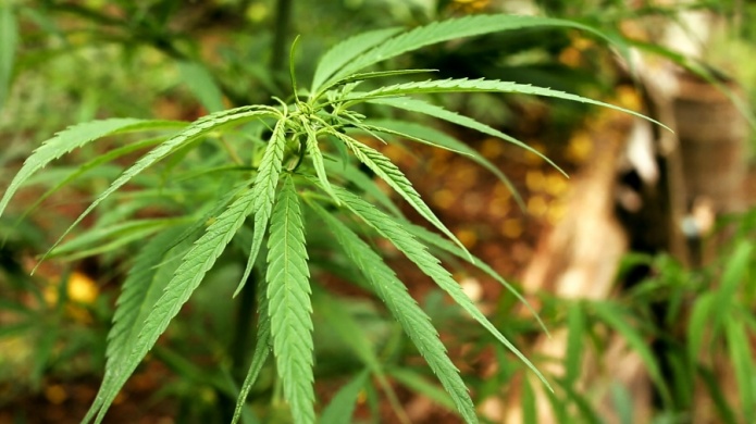 California, Massachusetts aprueban consumo de marihuana