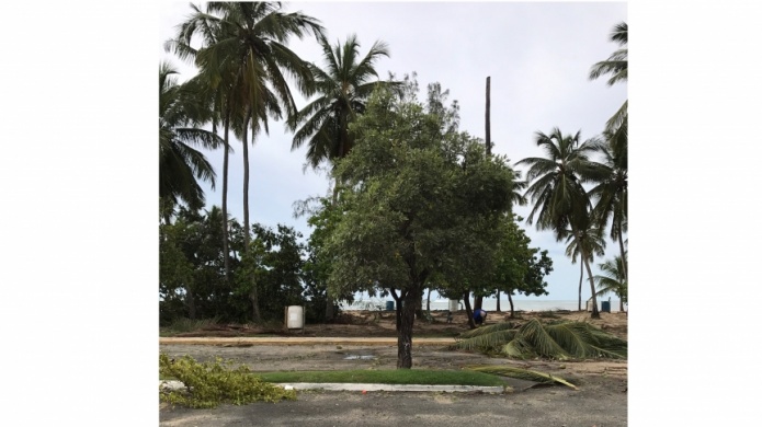 Balneario Cerro Gordo muestra daÃ±os en vegetaciÃ³n. Ciudadanos aprovechan y se llevan los cocos.
