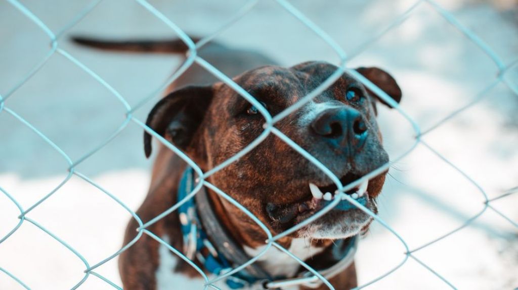  Tres pitbulls escapan y matan a ni&ntilde;a de 9 a&ntilde;os que iba en bicicleta 