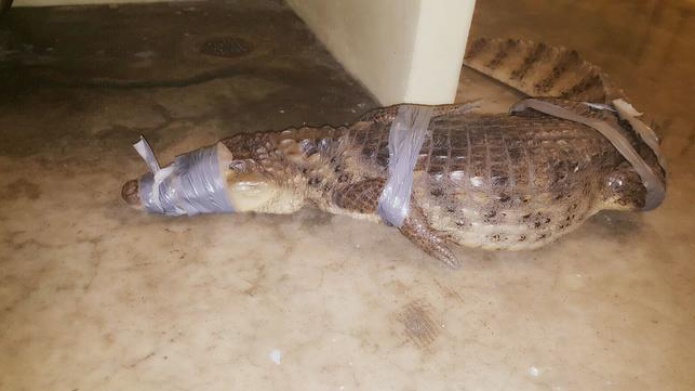 Atrapan el segundo CaimÃ¡n en Barrio Obrero en menos de una semana 