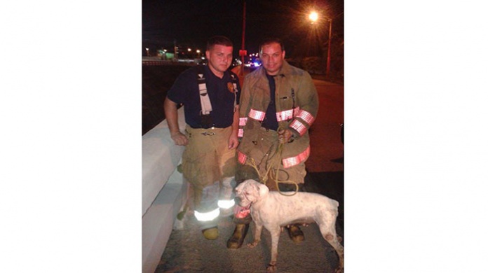 Bomberos Rescatan Perrita 
