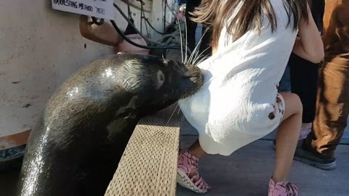 Video: Impresionante momento en que un LeÃ³n Marino arrastra una niÃ±a al agua 