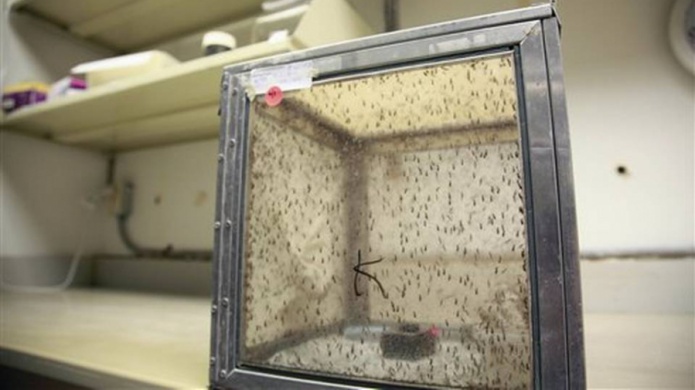 EEUU autoriza pruebas de vacuna del zika en humanos