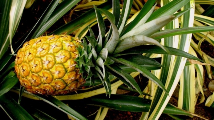 PiÃ±icultores acuden al tribunal para frenar importaciÃ³n de semillas de piÃ±a