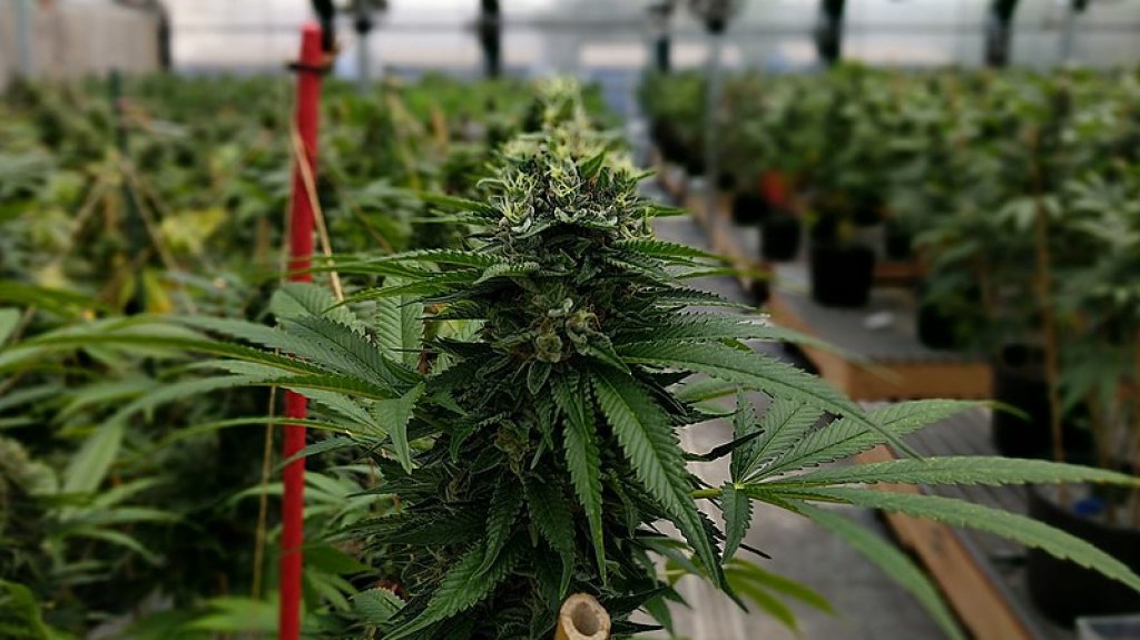  Favorecen el CannaTax en el proyecto de descriminalización del cannabis y regulación del uso adulto 