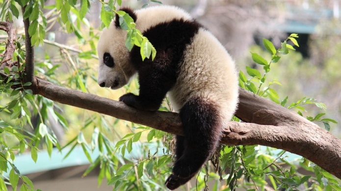 Video: El nuevo panda gigante del zoo Ueno de Tokio se llama Xiang Xiang