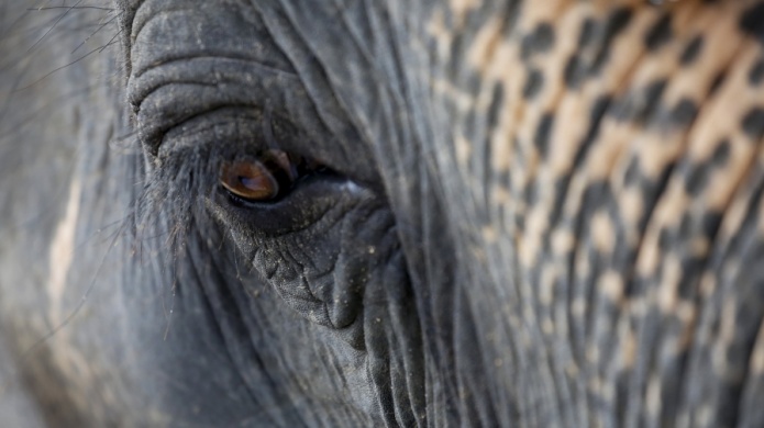 Recomienda enviar fuera de zoolÃ³gico de Mayaguez a elefante y 12 felinos