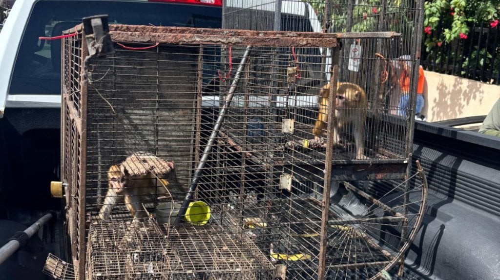  Remueven monos de una residencia en San Juan 