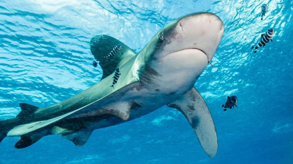  Un tibur&oacute;n arranca las manos y un pecho a una turista frente a su familia 