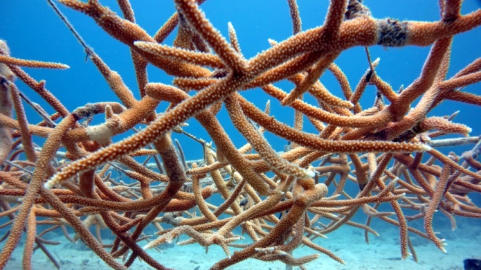 Peligra en Puerto Rico el arrecife de coral por calentamiento y la acciÃ³n humana
