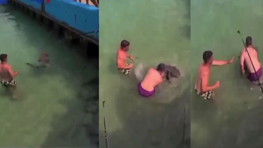  Video: Salvan tiburón en Playa CrashBoat de Aguadilla 