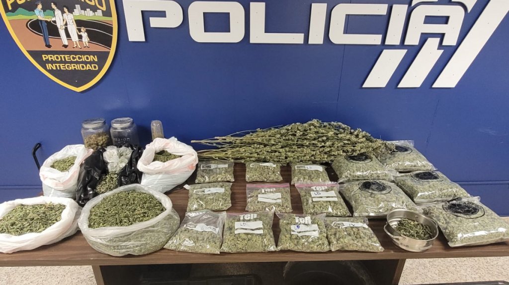  Video: Ocupan invernadero y arrestan un hombre en residencia de Toa Baja 