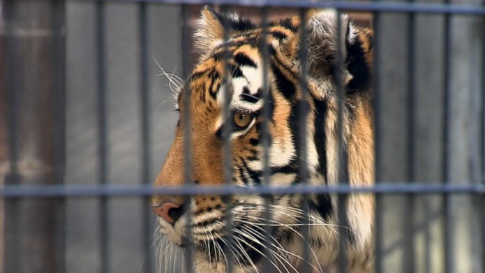 Â¡Casi le come la mano!