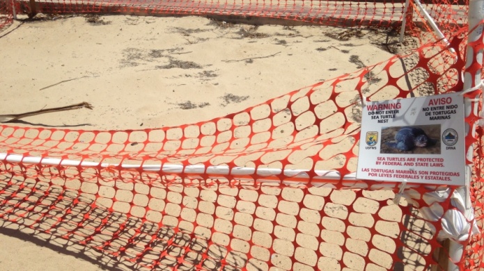 ComenzÃ³ en Puerto Rico la temporada alta del anidaje de tortugas carey
