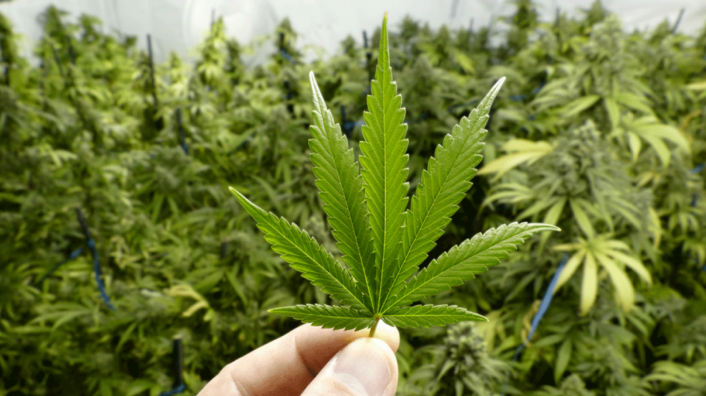  EE.UU. busca despenalizar la marijuana a nivel federal 