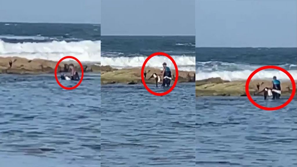  Publican video de un hombre “Matando” un pelicano en Dorado 