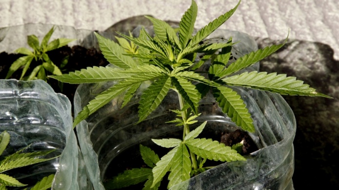 MÃ¡s de 4mil personas tienen tarjeta de uso de cannabis medicinal en Puerto Rico