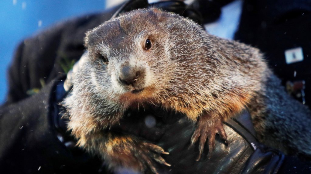  Phil, la marmota de Punxsutawney, vaticina seis semanas m&aacute;s de invierno 