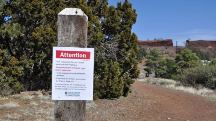 Hallan transmisores de la peste bubÃ³nica en Arizona