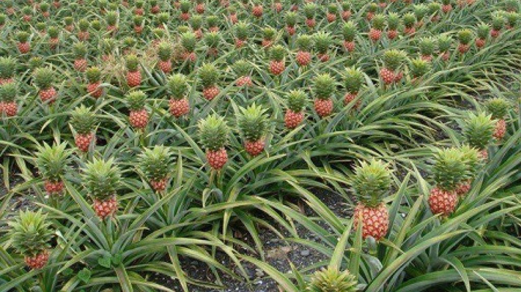  Laje&ntilde;os solicitan hacer valer la Ley de la Reserva Agr&iacute;cola del Valle de Lajas 