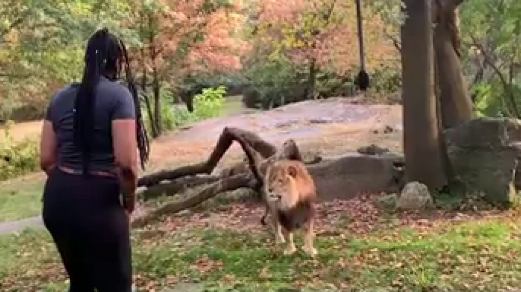  Video: Mujer entra al foso de un le&oacute;n en un zoo de Nueva York para "torearlo" 