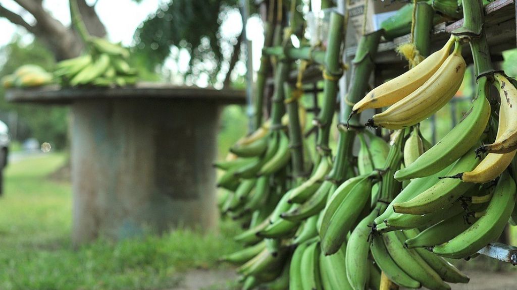  Secretario de Agricultura sigue comiendo mofongo, pues no hay escasez de pl&aacute;tanos 