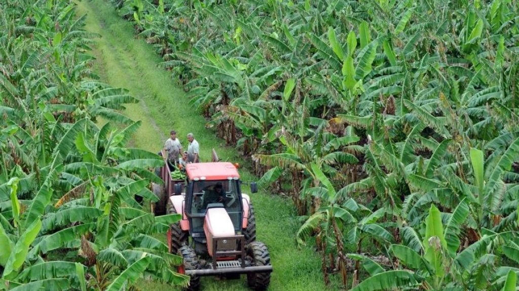  Extienden hasta el 31 de octubre plazo para renovar certificaci&oacute;n a agricultores bonafide 