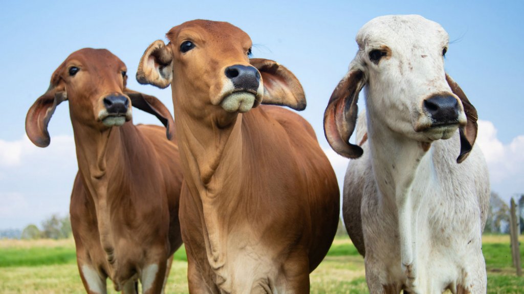  Se roban seis novillas desde una finca en Quebradillas 