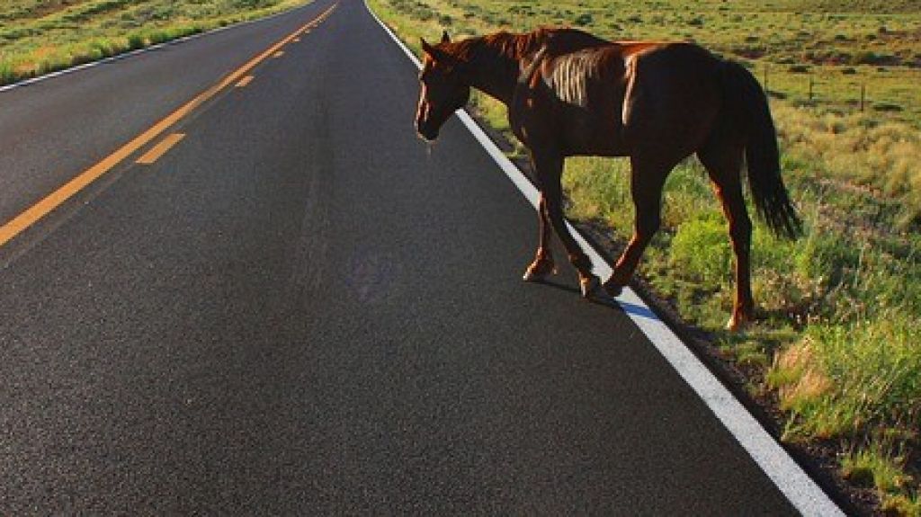  Se reporta accidente de auto con caballo en Arecibo 